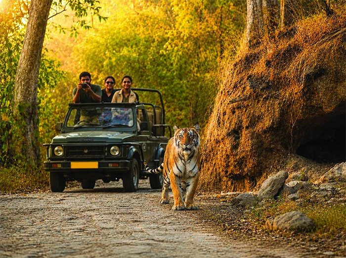 Wildlife
